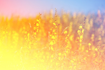 Beautiful flowers made with color filters, flower background.