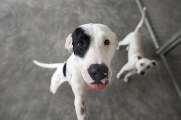 Funny Dog Looking Up