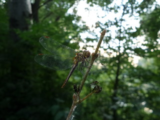 Dragonfly in nature