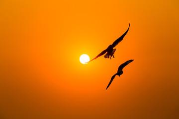 Seagull flying at sunset