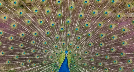 Fotobehang Peacock display © shaunwilkinson