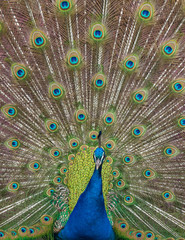 Fototapeta premium Peacock display