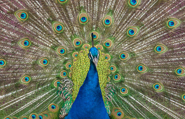 Obraz premium Wyświetlacz pawia