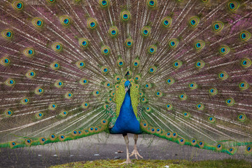 Obraz premium Peacock display