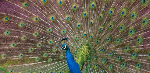 Obraz premium Peacock display