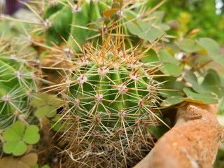 Cactus in nature