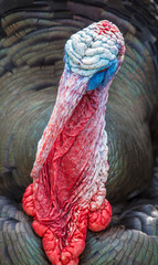 Rare breed Turkey