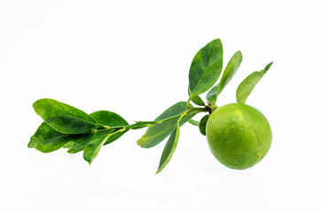 Lemon fruit with leaf isolated on white background.
