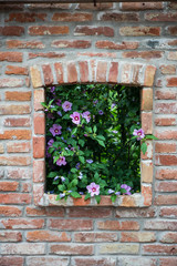 Fototapeta na wymiar Hyacinth bush in the brick wall