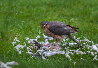 Female sparrow hawk