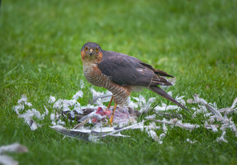 Female sparrow hawk