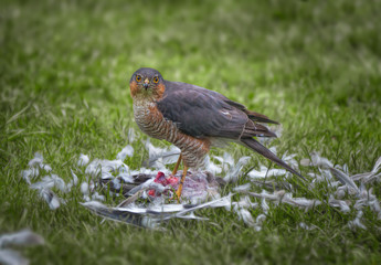 Female sparrow hawk