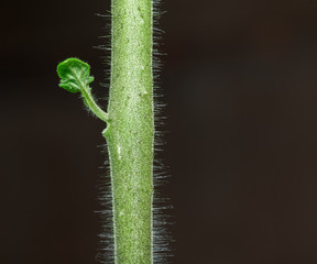 Tomato plant stem