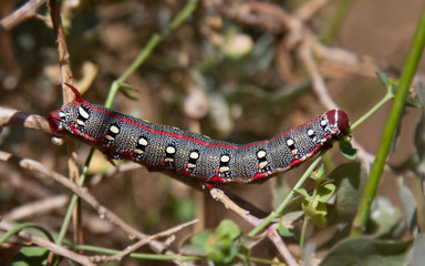 Spurge Hawk Moth caterpillar