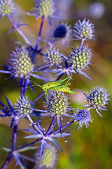 Кузнечик зелёный (Tettigonia viridissima) на цветке Синеголовник плоский (лат. Eryngium planum)