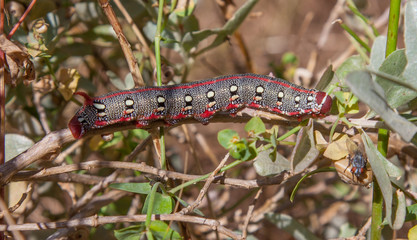 caterpillar on bush