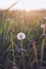 Dandelions in meadow at sunset.