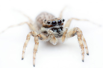 Spider on white background