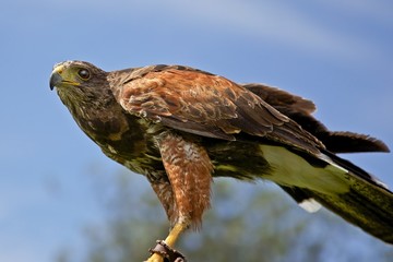 A hunting Harris Hawk