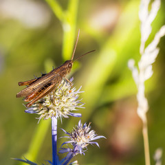 Кузнечик (Tettigonioidea) на Синеголовнике плосколистном  (Eryngium planum)
