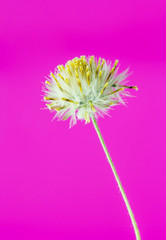 Beautiful white grass flower