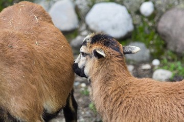 wild goat