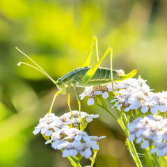 Кузнечик зелёный (Tettigonia viridissima) на цветке Тысячелистника (Achillea)