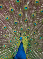 Obraz premium Peacock display