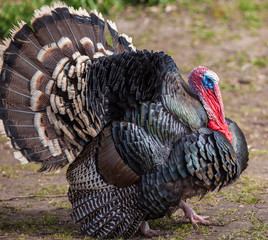 Rare breed Turkey