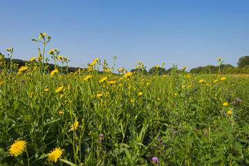 Wild flowers in sunlight in summer