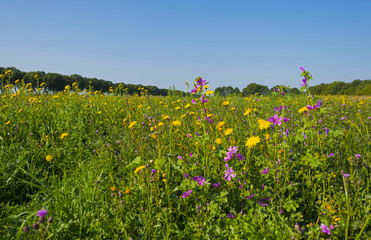 Wild flowers in sunlight in summer