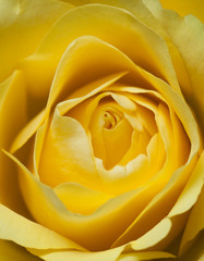 Yellow rose close up
