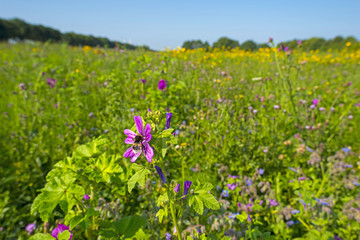 Wild flowers in sunlight in summer