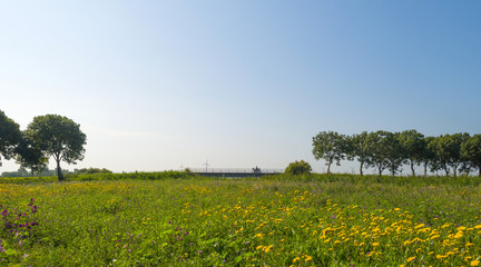 Wild flowers in sunlight in summer
