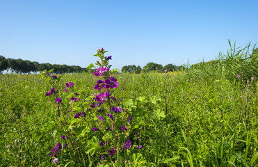 Obraz premium Wild flowers in sunlight in summer