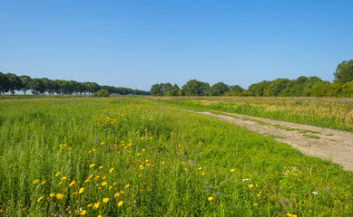 Wild flowers in sunlight in summer