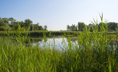 Reed along the shore of a lake in summer 