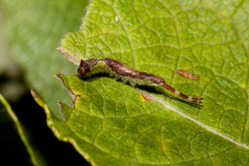 Caterpillar on leaf