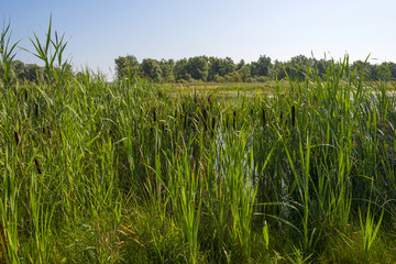 Reed along the shore of a lake in summer 