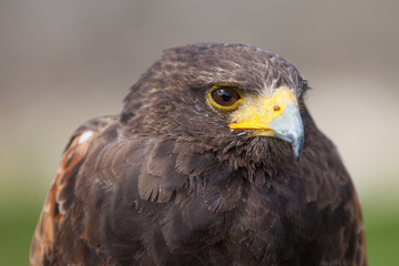 Harris Hawk staring