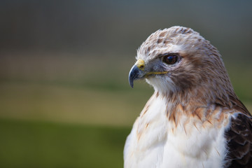 Female red tailed hawk
