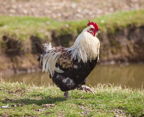 Proud cockerel