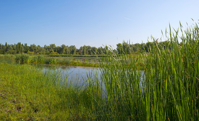 Reed along the shore of a lake in summer 