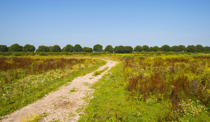 Path through a field with flowers in summer 
