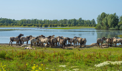 Herd of horses along the shore of a lake in summer © Naj
