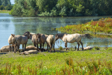 Obraz na płótnie Canvas Herd of horses along the shore of a lake in summer