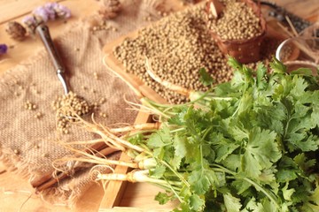 Dry coriander seeds and fresh coriander green.