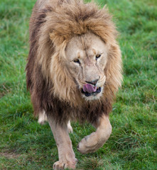 Lion licking lips