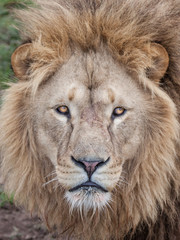 Lion head stare