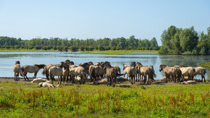 Herd of horses along the shore of a lake in summer © Naj